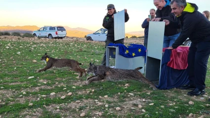 Momento de la suelta de la pareja de linces adultos en Lorca