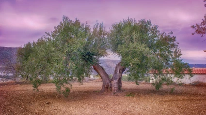 Este árbol milenario, junto con su emblemática rama, ha sido reconocido a lo largo de la historia como símbolo de paz, sabiduría y armonía