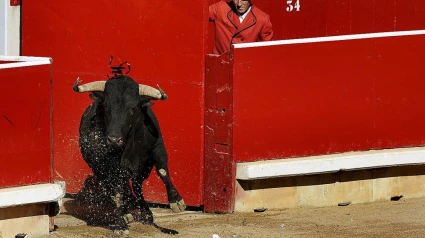 Salida de un toro a la plaza de toros de Pamplona
Salida de un toro a la plaza de toros de Pamplona