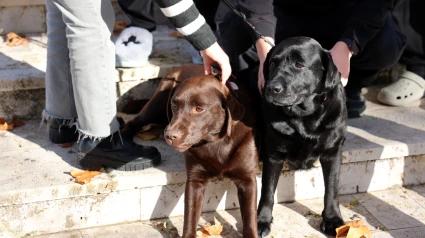 Lucca y Dina mejoran el bienestar en la Residencia Universitaria