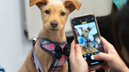 Perros que curan: el poder terapéutico de nuestros mejores amigos