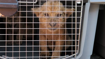 Una de las crías que han llegado al refugio de animales salvajes de Villena.