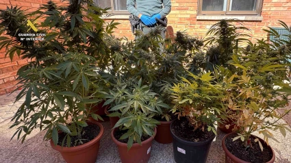 La Guardia Civil intercepta diez plantas de marihuana que cultivaba un vecino de Albelda de Iregua