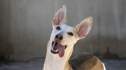 Perro en adopción