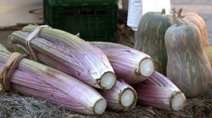 Cardo Rojo de Corella