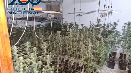 Plantación de marihuana intervenida por la Policía Nacional de Granada