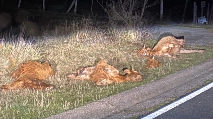 Ganado atacado por lobos.ASAJA CANTABRIA10/11/2021