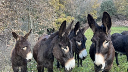 El burro catalán es una especie de especial protección