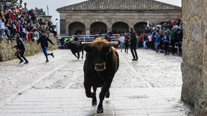 Encierro urbano en Ciudad Rodrigo (Salamanca)