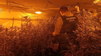 Marihuana intervenida por la Guardia Civil