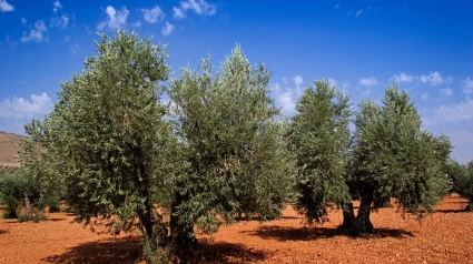 Olivar en la provincia de Jaén Andalucía España campo de olivos en la provincia de Jaén Andalucía España