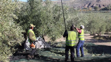 Temporeros trabajando en la aceituna.