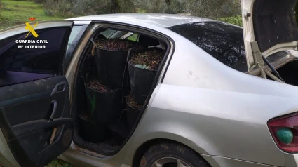 Hurto de aceitunas en Alcuéscar