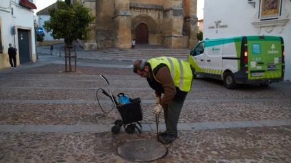 Revisiones de alcantarillado ante focos de rata común y cucarachas.