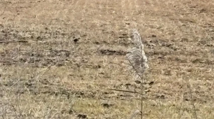 Imagen de uno de los campos afectados por el hielo