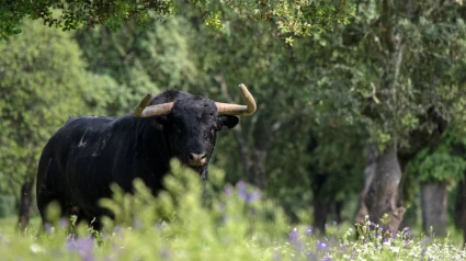 Tauromaquia