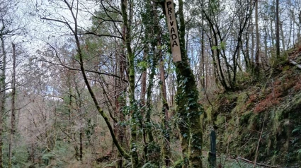 Los carteles están colgados de las ramas de los árboles