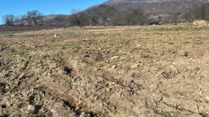 Huerto del Valle del Jerte tras el robo