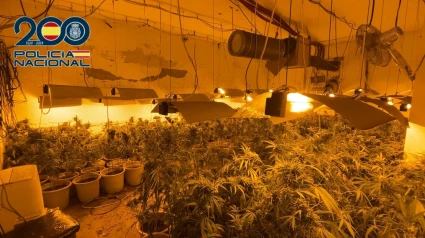 Entran en prisión dos hombres como responsables de 888 plantas de marihuana en Agoncillo