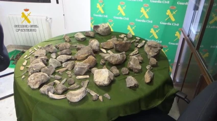 La Guardia Civil recupera más de 100 restos de mamuts expoliados de un yacimiento de Granada