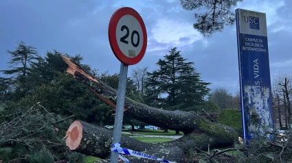 Árbol derribado por el viento en el Campus sur de la Universidad de Santiago