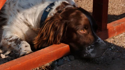 Un perro springel spaniel descansando al sol