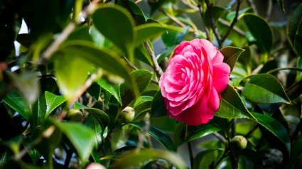 La camelia es la flor de Galicia por excelencia