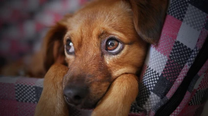 El problema silencioso que afecta al 15% de los perros: ¿el tuyo está en riesgo?