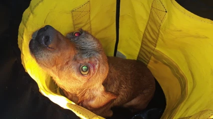 Perro rescatado por los bomberos de Oleiros