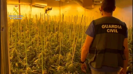 Seis detenidos y casi 1.200 plantas de marihuana decomisadas en Sevilla