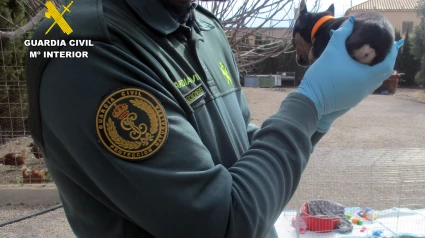 Un agente de la Guardia Civil muestra uno de los cachorros con la cola amputada