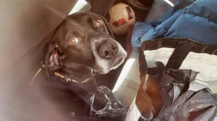 Perro encerrado en un coche