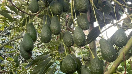 La Consejería de Agricultura publica en el BOJA las ayudas para los afectados del escarabajo ambrosía en la Costa Tropical