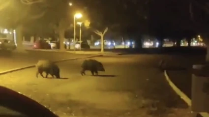 Una pareja de jabalíes paseando la pasada noche por la calle Pintor Pérez Gil.