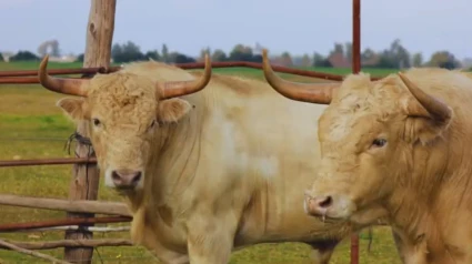 Dos de los toros de Prieto de la Cal reseñados para San Agustín del Guadalix