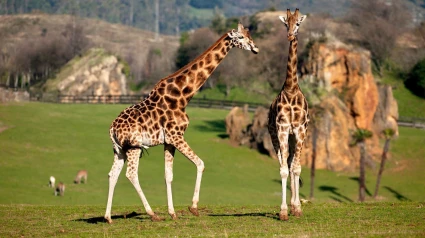 Jirafas en Cabárceno