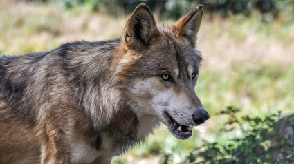 Buscan a cuatro cachorros de lobo que se escaparon de un zoológico de Guillena