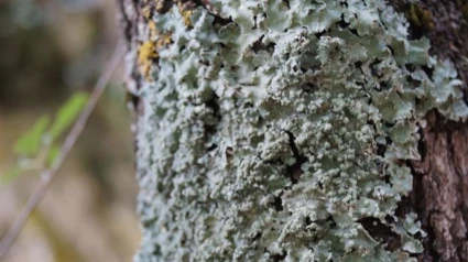 Liquen en Penyagolosa