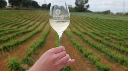 Copa de vino blanco y viñedos de la DOP Condado de Huelva