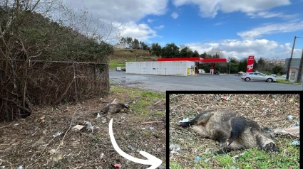 El jabalí está cerca de la estación de servicio. En primer plano su estado en la zona de A Cabana