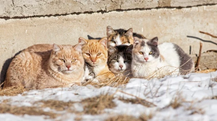 Foto de archivo de una colonia de gatos