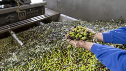 Aceitunas tras la recolecta