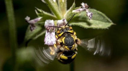 Las abejas consiguen comunicar con precisión al resto de la colmena la localización de alimentos aunque estos estén a varios kilómetros