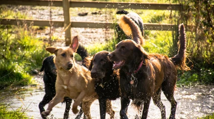 Un grupo de perros jugando en el campo