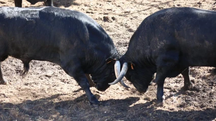 Dos toros en los corrales de la plaza de toros de Burgos