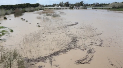 Imagen del río Guadalete a su paso por Jerez de la Frontera con el cauce alto debido a las lluvias de los últimos días