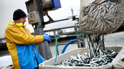 Pesca de Arrastre