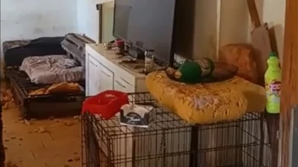 El albergue clandestino estaba en el domicilio de una mujer a la que se le atribuye maltrato animal