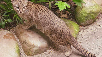 Gatopardo, uno de los animales rescatados del tráfico ilegal de especies