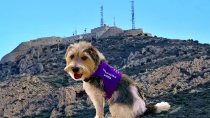 Sheldon, un perro de ayuda sanitaria
